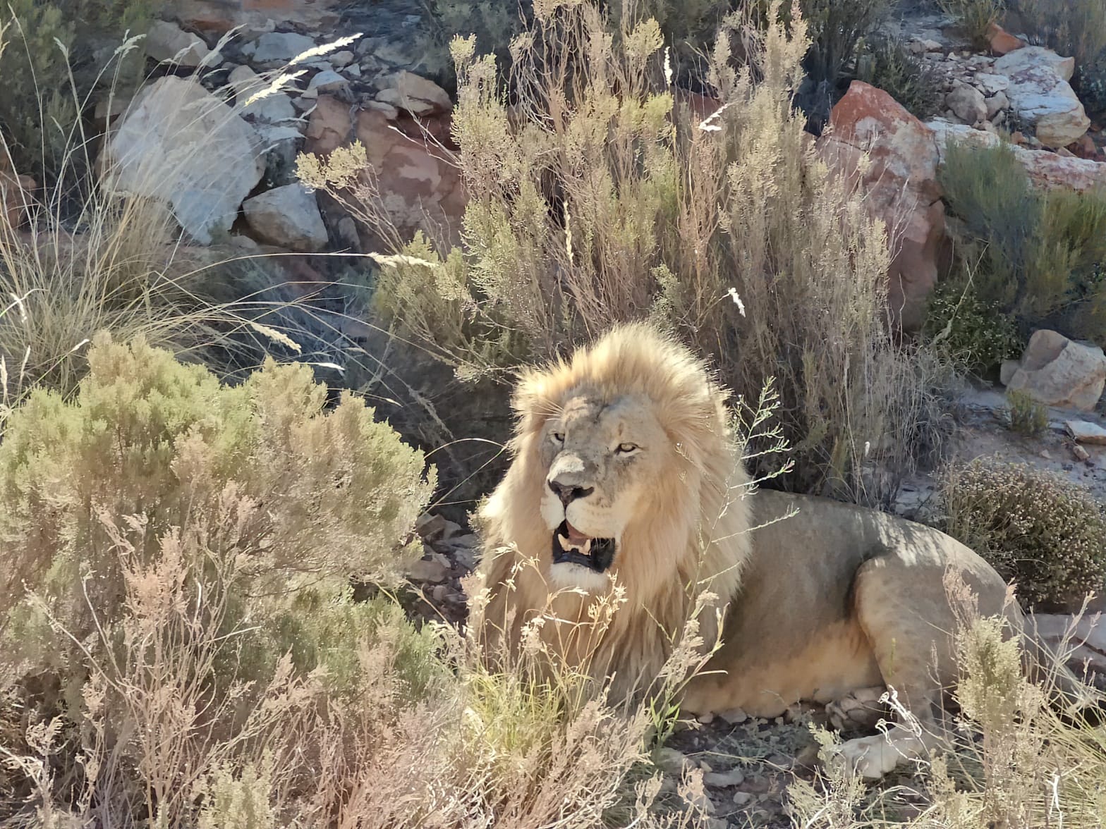 Aquila Game Reserve - Safari 20